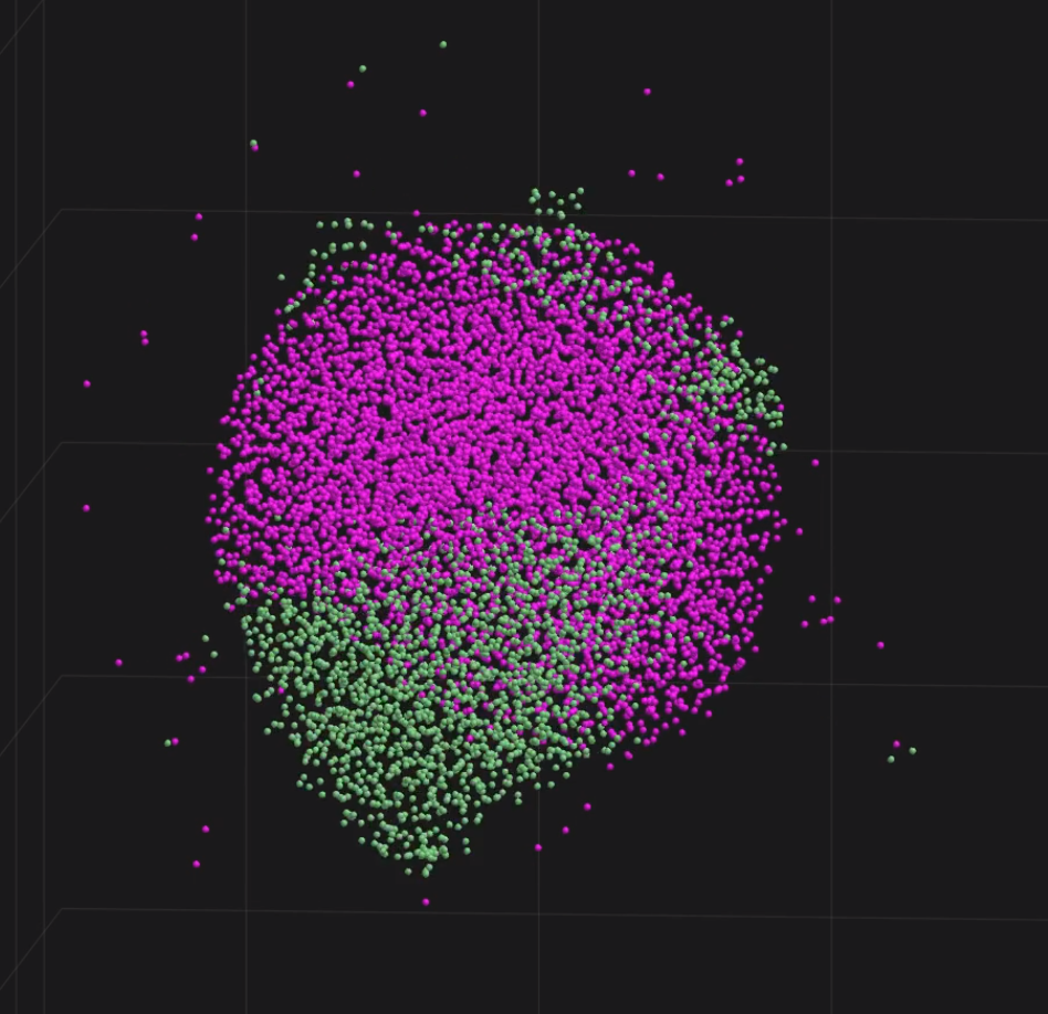 Modelling digit organoids