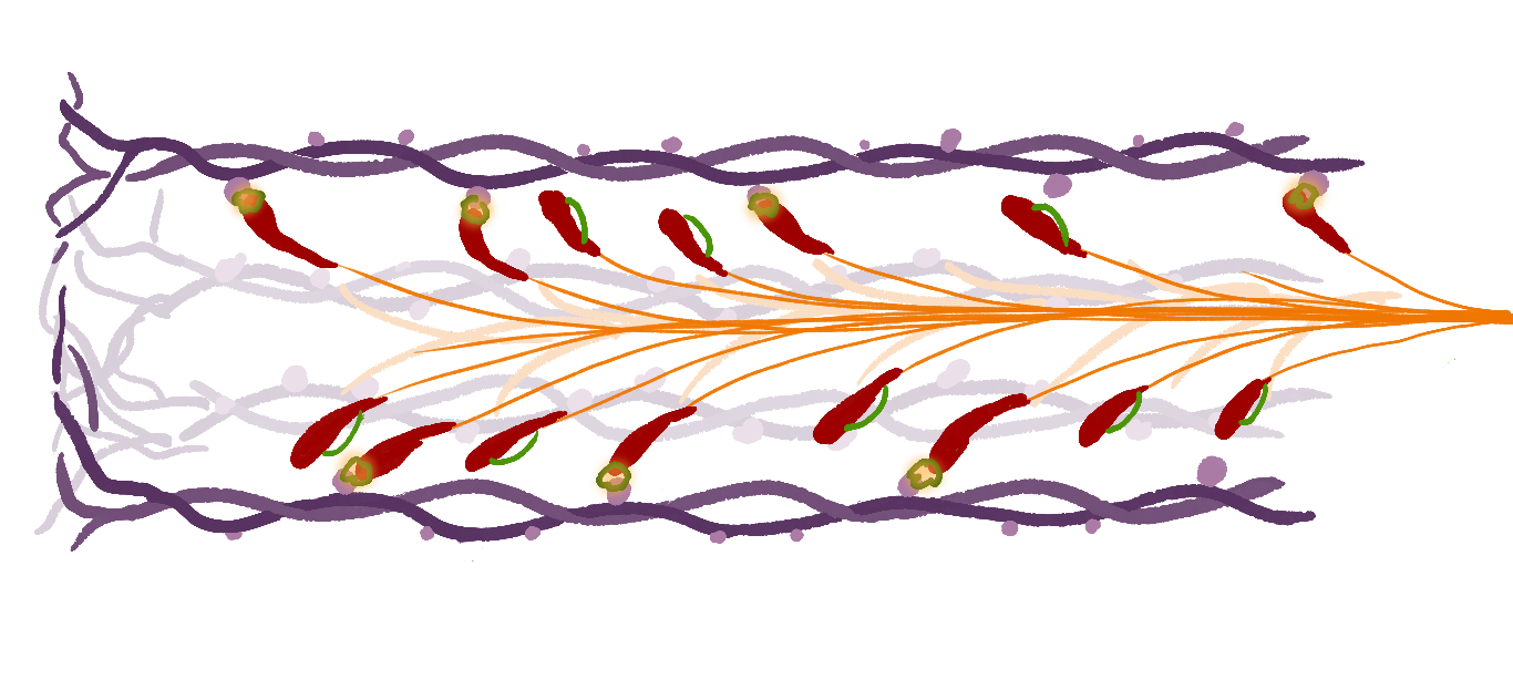 Sliding filaments