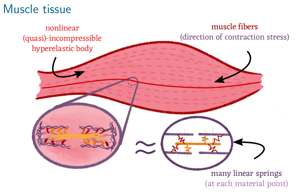 Illustration of muscle tissue with sliding filaments